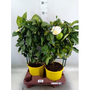 Citrus meyeri 'Meyer'
