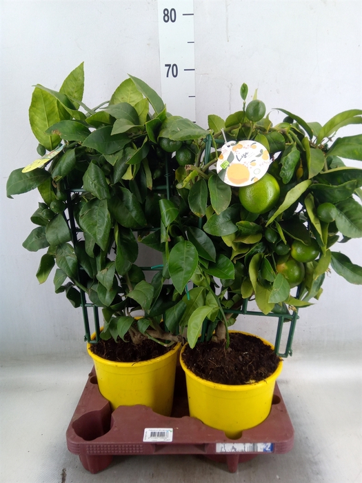 <h4>Citrus meyeri 'Meyer'</h4>