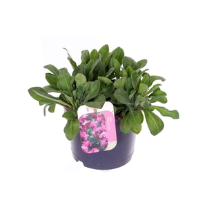 Silene pendula Celina