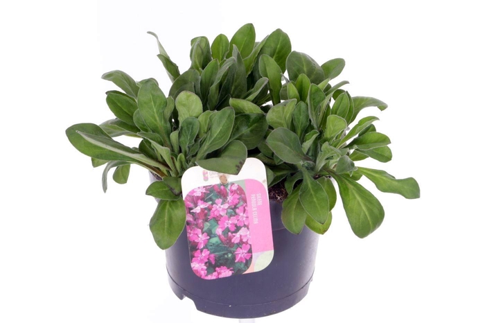 <h4>Silene pendula Celina</h4>