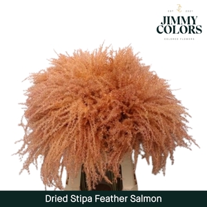 Dried Stipa Feather Salmon