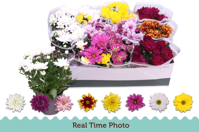 <h4>CHRYS GEM 6 KL</h4>