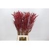 Bromelia Red Paloma
