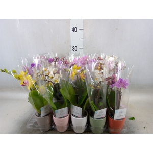 Phalaenopsis   ...mini