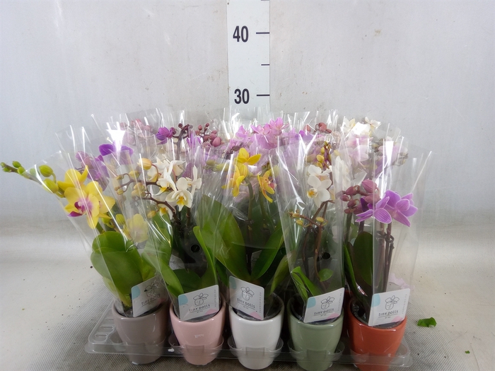 <h4>Phalaenopsis   ...mini</h4>