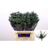 ERYNGIUM ORION QSTAR