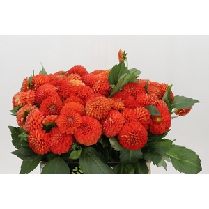 Dahlia PO 'Souvenir dEte'