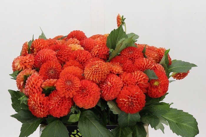 <h4>Dahlia PO 'Souvenir dEte'</h4>