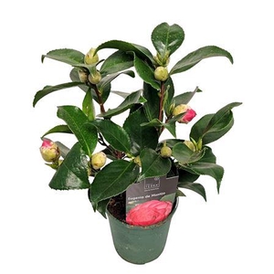 Camellia Japonica Rood