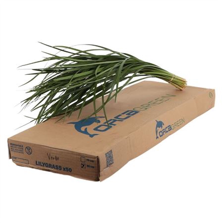 <h4>LILYGRASS</h4>
