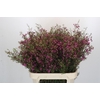 Chamelaucium Rotem