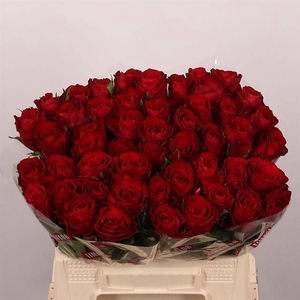 Rs gr Madam Red