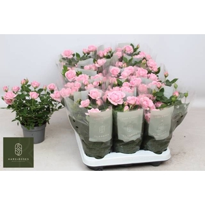 ROSA ELYSIUM KORDANA