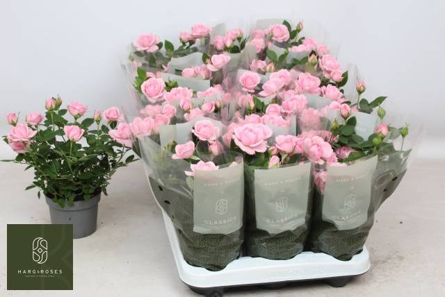<h4>ROSA ELYSIUM KORDANA</h4>