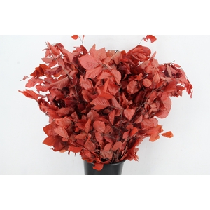 PF BEECH LEAFS RED BS 150GR