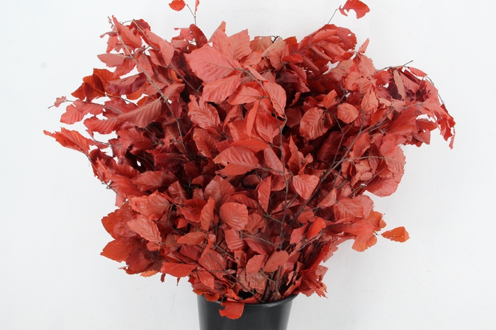 <h4>PF BEECH LEAFS RED BS 150GR</h4>