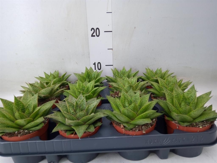 <h4>Gasteria 'D Tiga'</h4>