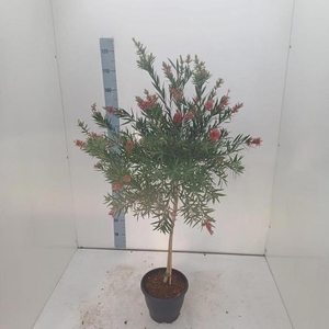 CALLISTEMON CITRINUS