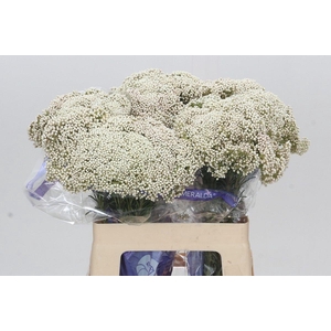 Ozothamnus Cooks Snow White