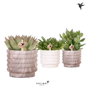 Kolibri Greens Succulenten mix in Marble pot mix