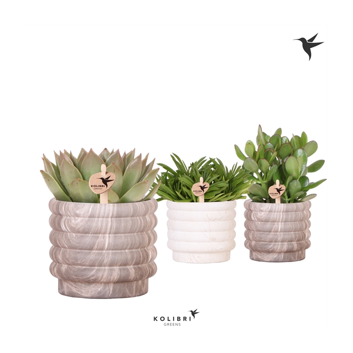 <h4>Kolibri Greens Succulenten mix in Marble pot mix</h4>