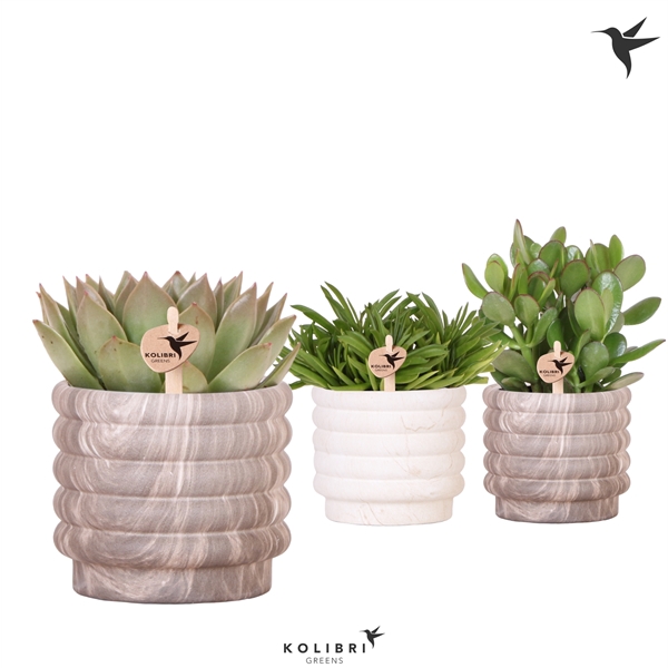 Kolibri Greens Succulenten mix in Marble pot mix