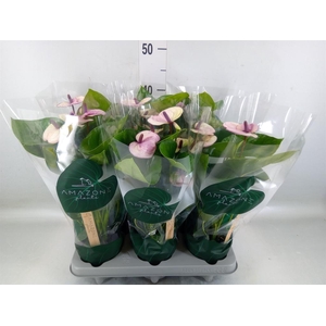 Anthurium andr. 'Laguna'