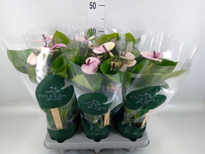<h4>Anthurium andr. 'Laguna'</h4>