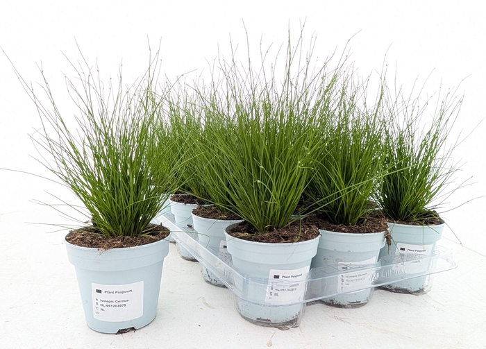<h4>ISOLEPIS CERNUA</h4>