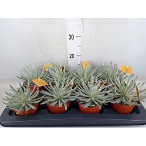 Senecio   ...