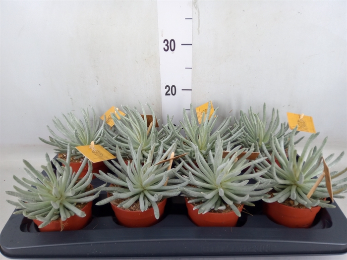 <h4>Senecio   ...</h4>