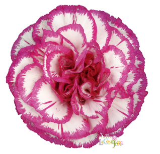 <h4>Di St Kino Bicolor Purple 65cm CO</h4>