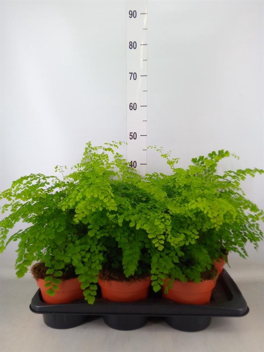 <h4>Adiantum raddi. 'Fragrans'</h4>