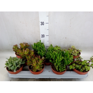 Crassula   ...mix
