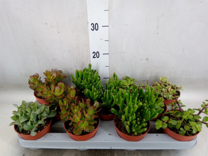 <h4>Crassula   ...mix</h4>