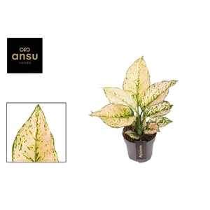 Aglaonema Pink Buttercup