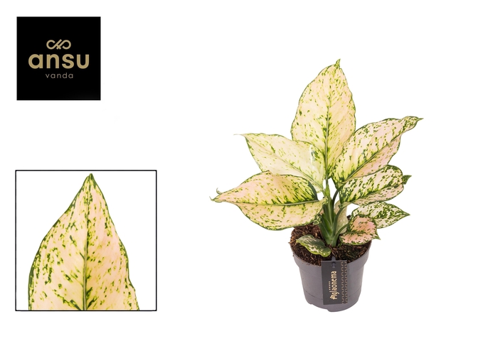 <h4>Aglaonema Pink Buttercup</h4>