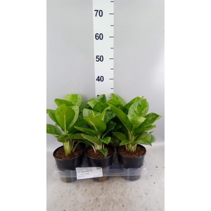 Aglaonema KB 'Lemon Mint'