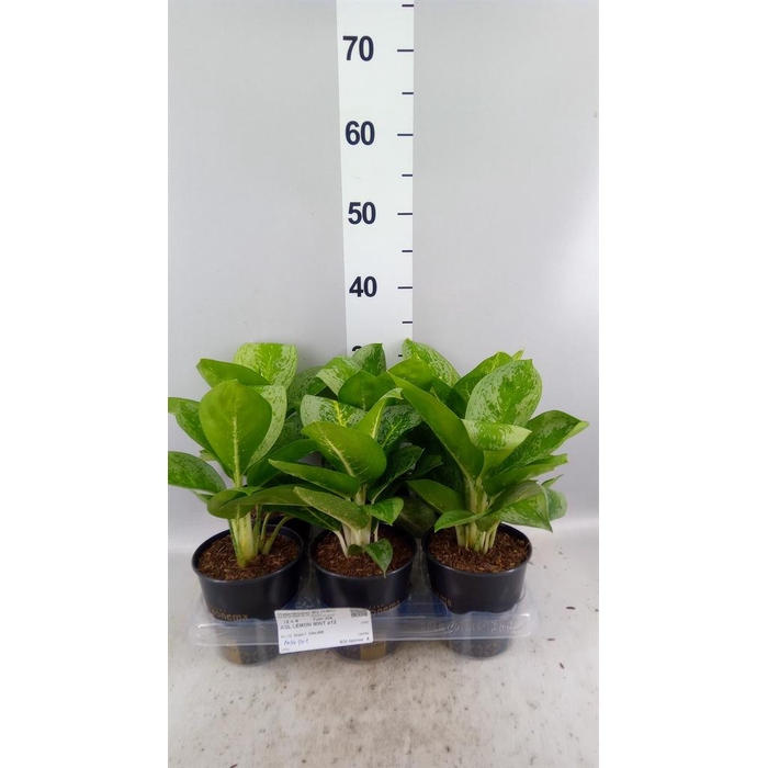 <h4>Aglaonema KB 'Lemon Mint'</h4>