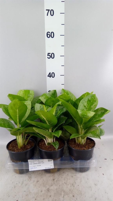 <h4>Aglaonema KB 'Lemon Mint'</h4>