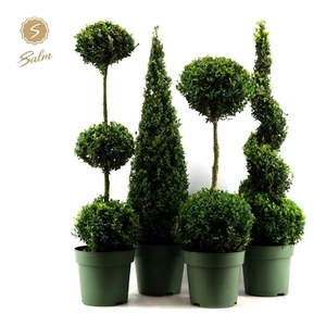 Buxus semp. Special Models XXL Mix Shelf P27