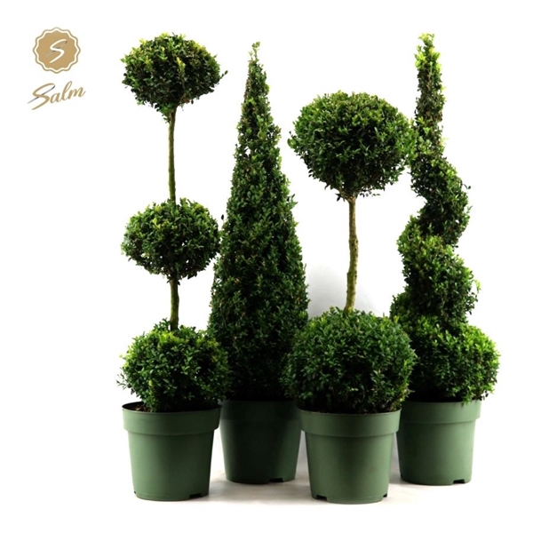 <h4>Buxus semp. Special Models XXL Mix Shelf P27</h4>