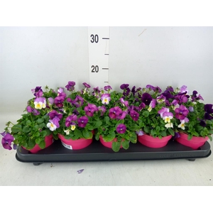 Viola corn. 'Evo Mini MM Nice'