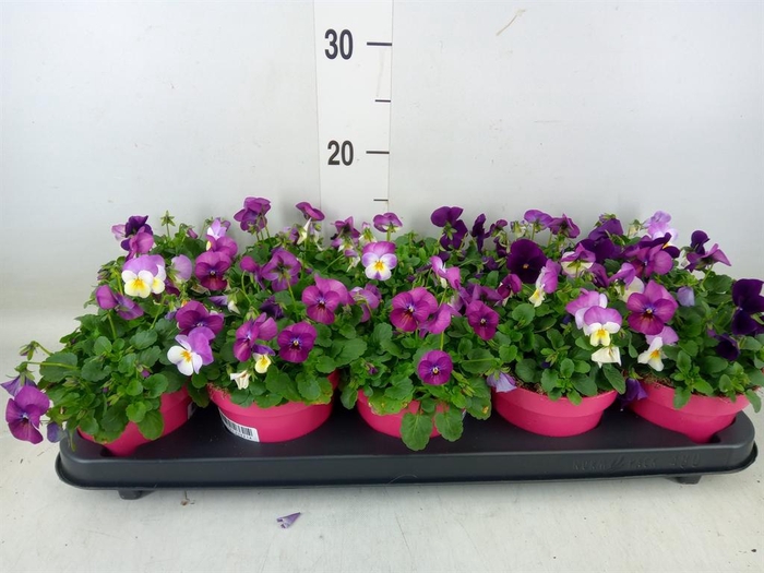 <h4>Viola corn. 'Evo Mini MM Nice'</h4>