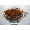 Anigozanthos Gold Fever
