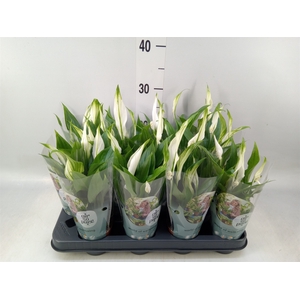 Spathiphyllum  'Pearl Cupido'