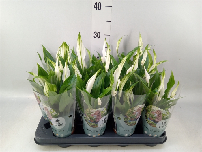 <h4>Spathiphyllum  'Pearl Cupido'</h4>