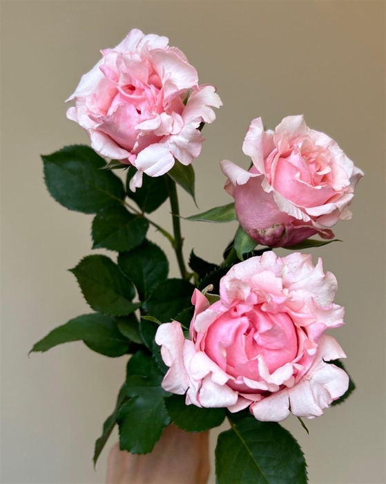 <h4>R Gr Pink Margo</h4>