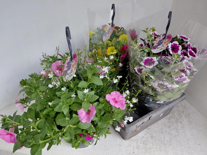 <h4>PERKPL GEM IN POT</h4>