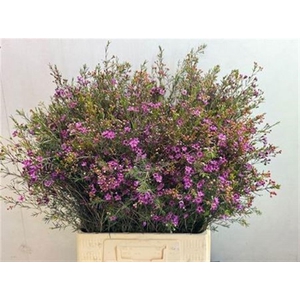 CHAME UN PURPLE PRID